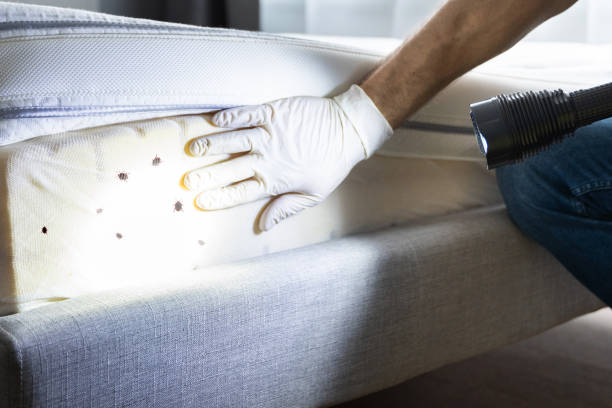 Best Bed Bug Extermination  in Duchesne, UT